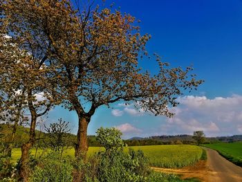 Tree on field against sky