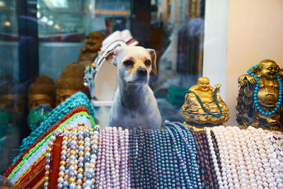 View of a dog in a jewelry window