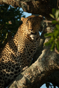 Leopard on branch of tree