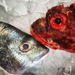Close-up of dead fish in amidst ice