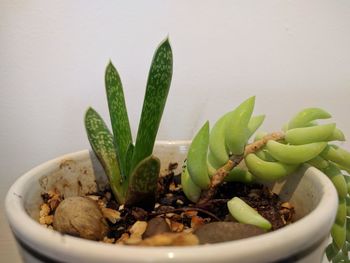 Close-up of potted plant