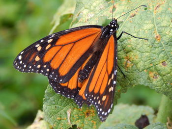 Close-up of butterfly on leaf