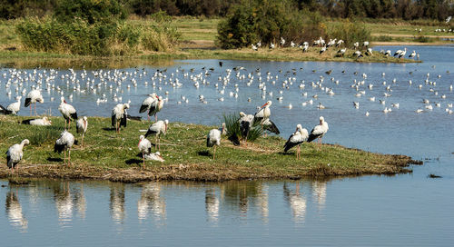 Flock of birds on lakeshore