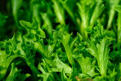 Full frame shot of fresh green leaves