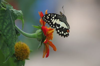 Close-up of butterfly pollinating on flower