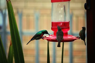 Close-up of bird perching on feeder