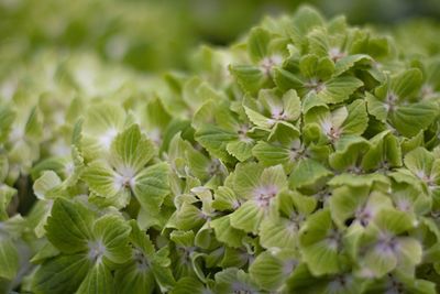 Close-up of white flowering plant