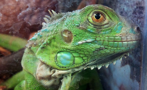 Close-up of lizard