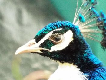 Close-up of peacock