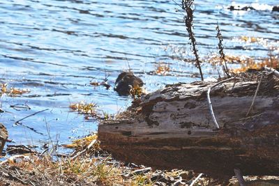 Abandoned boat in lake