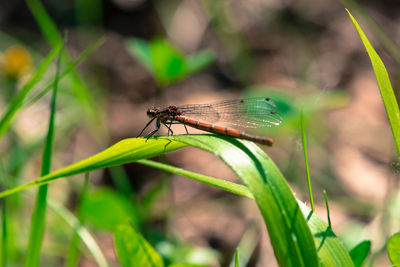 Close-up of insect on plant