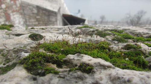 Plant growing on rock