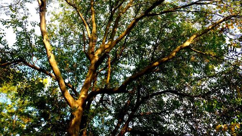 Low angle view of trees against sky
