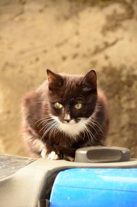 Close-up portrait of cat