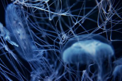 Close-up of jellyfish