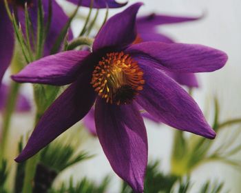 Close-up of purple flower blooming outdoors