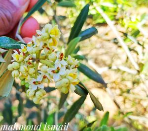 Close-up of hand holding flowering plant