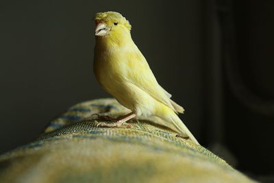 Domestic canary