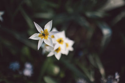 Close-up of white flowering plant