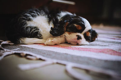 Close-up of puppy relaxing