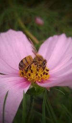 Close-up of insect on pink flower