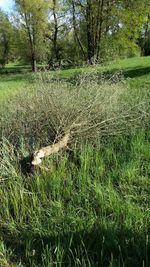 Reflection of trees in water