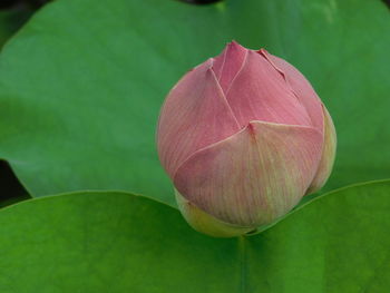 Close-up of pink lotus water lily