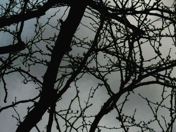 Low angle view of bare trees against sky