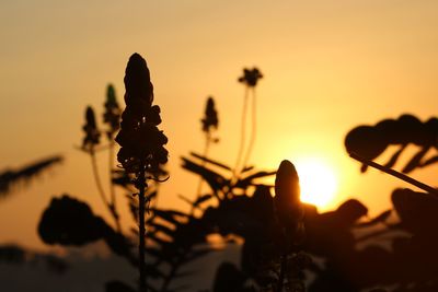 Close-up of silhouette plants against sky during sunset