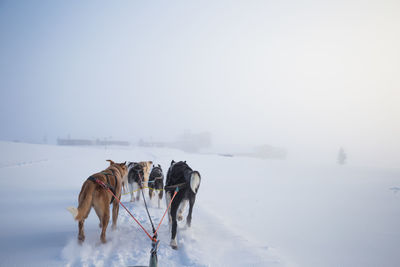 A beautiful husky dog team pulling a sled in beautiful norway morning scenery. 