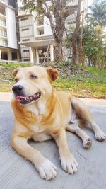 Portrait of dog sitting outdoors