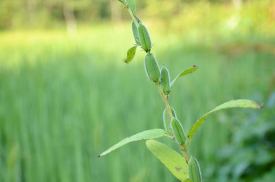 The green ripe lentils pods with leaves and plant in the garden.