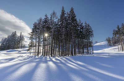 Trees on snow covered landscape