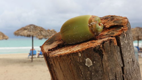 Close-up of apple on wooden post at beach against sky
