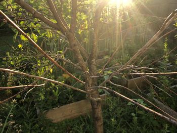 Trees growing in forest