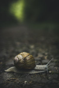 Close-up of snail