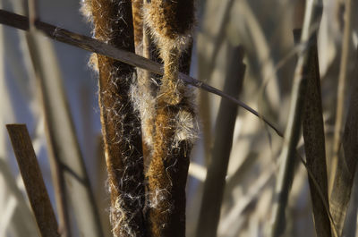 Close-up of plant