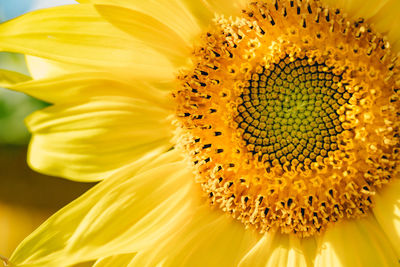 Close-up of sunflower