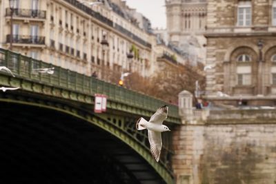 Low angle view of bird on historic building