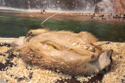 View of an animal sleeping on lake