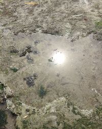 Trees in water