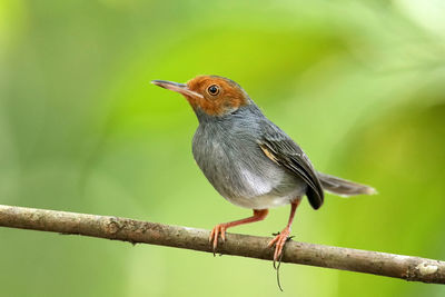 Close-up of bird perching on branch