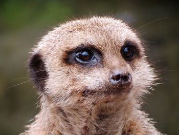 Close-up of an animal