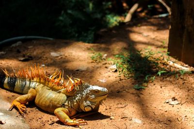 Close-up of crab on field