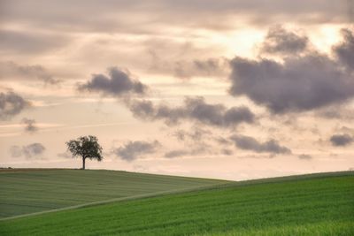 Scenic view of agricultural field against sky