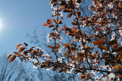 Low angle view of tree against sky