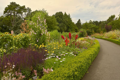 View of flowering plants in garden against cloudy sky