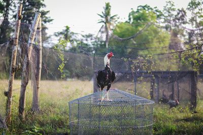 Bird in cage