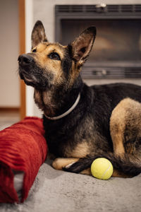 Portrait of cute dog with his toy looking up away.adorable black brown haired puppy lying on the bed