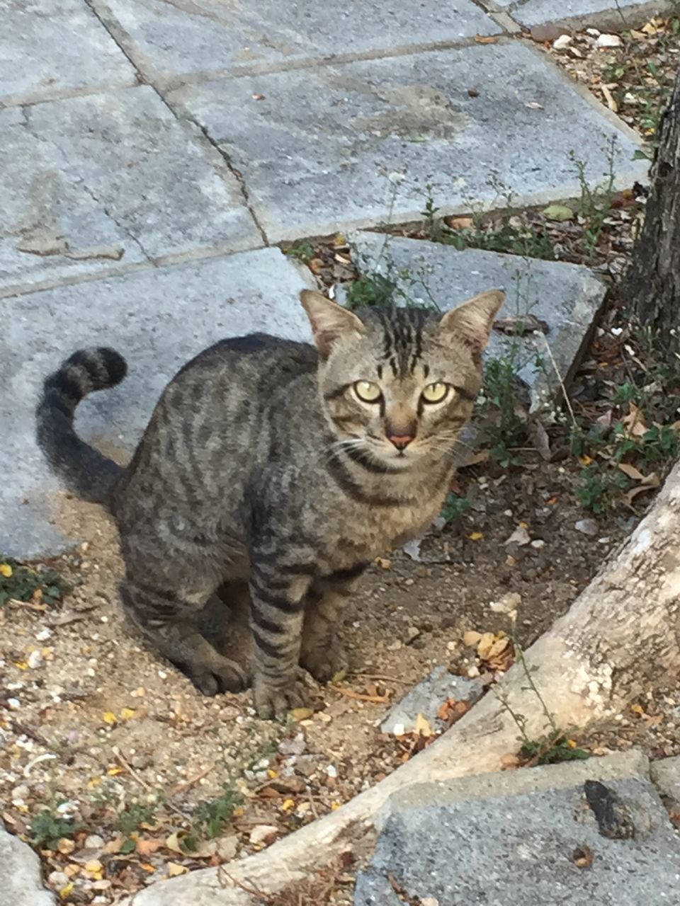 HIGH ANGLE VIEW PORTRAIT OF TABBY CAT SITTING ON STONE